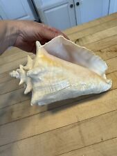 Vintage Natural Large Pink Queen Conch Sea Shell Nautical Ocean Beach Home Decor picture