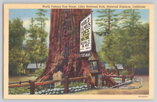 Postcard World Famous Tree House, Lilley Redwood Park, Redwood Highway, Cali picture