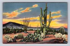 Sunset on the Desert, Varieties of Cactus, Plants, Vintage c1946 Postcard picture
