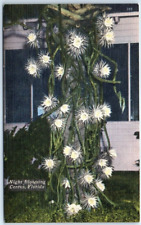 Postcard - Night Blooming Cereus, Florida, USA picture