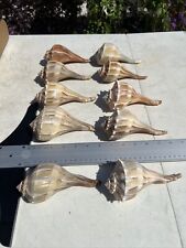 6'' Large Lightning Whelks - Conch - Shell lot of 10 - Beach Centerpiece Wedding picture