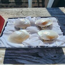 4 Hans Turnwald Silver Plated Sea Shell Napkin Holders picture
