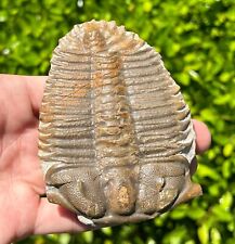 HUGE Damesella paronai Fossil Trilobite China Cambrian Age RARE Bug Damsellidae picture