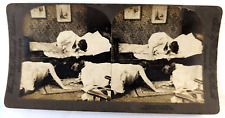 Vintage Stereograph Stereo View Stereoscope Card 1897, Looking For A Man, Women picture