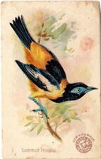 Common Troupial, #1 Beautiful Birds, J2 - Arm & Hammer Soda New Series picture
