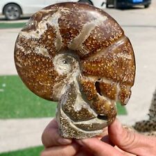 481G Rare Natural Tentacle Ammonite FossilSpecimen Shell Healing Madagascar picture