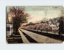 Postcard Magnolias in Bloom Oxford Street Rochester New York USA picture