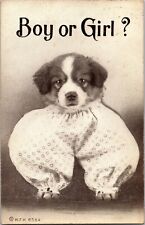 1910 Antique Postcard Puppy in Pant - Boy or Girl? Glencoe, Illinois picture