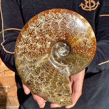 4.3LB Natural Fossil Snail Agate Fancy Cabochon Gemstones picture