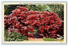 c1930's Rare Specimen Of Gorgeous Azalea Full Bloom Mobile Alabama AL Postcard picture