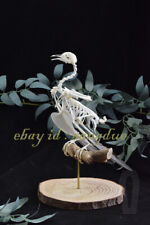 Private Customized Pigeon Skeleton Ins Soft Home Special Decoration Ornaments picture