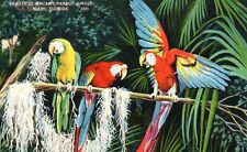 Postcard Beautiful Three Macaws Parrot Jungle Birds on Tree Branch Miami Florida picture