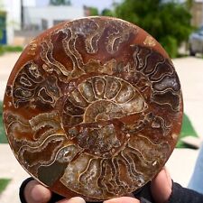 135G Rare Natural Tentacle Ammonite FossilSpecimen Shell Healing Madagascar picture