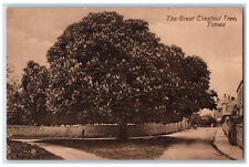 Totnes Devon England Postcard The Great Chestnut Treet c1910 Unposted Antique picture