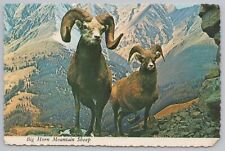 Animal~Big Horn Mountain Sheep in Mountains~Continental Postcard picture