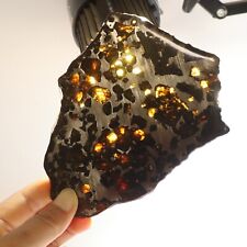 181g Slice meteorites, Rare slices of Kenyan Pallasite olive meteorite B2711 picture