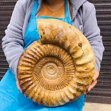 23.76LB Natural Large Beautiful Ammonite Fossil Conch Crystal Specimen Healing picture