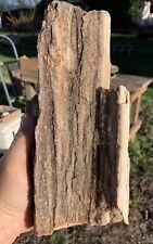 ☘️RR⛏️: Arizona Petrified Wood W/Smoky Quartz/Detailed Knot, 5.5 Lb picture