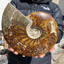 4.7lb Natural Ammonite Fossil Conch Crystal Cluster Specimen Healing picture