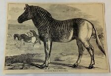 1879 magazine engraving ~ STRIPED HORSE OF AFRICA Quagga Zebra picture