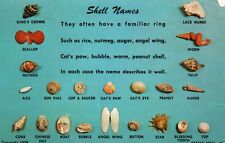 Vintage Postcard 1961 Most Shells Latin Greek Familiar Ring Nutmeg Auger Worm picture