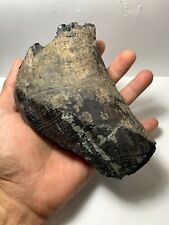 Large Aceratherium Fossil canine - tooth Fragment rare Amazing Genuine picture