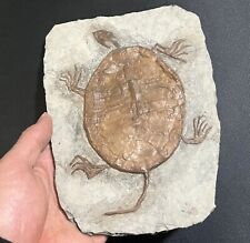 Real Turtle Fossil Rare Chinese Best Triassic Keichousaurus Collection 90002 picture