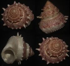 tonyshells seashells Bolma millegranosa RARE 33.5mm F++, live taken specimen picture