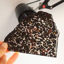 181g Slice meteorites, Rare slices of Kenyan Pallasite olive meteorite B2861 picture