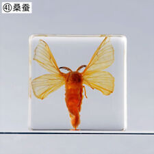 Silkworm Specimen Small Animal Insect Teaching Specimen Resin Clear Paperweight picture