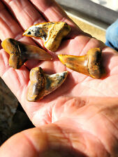 4 Bakersfield fossil shark tooth sharktooth hill teeth picture