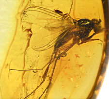 Amazing Eye Facets Dolichopodidae (Fly), Fossil inclusion in Baltic Amber picture