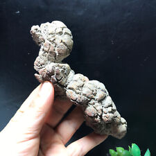 322g Top Best Rare dinosaur dung coprolite Poop Specimen from Madagascar 213 picture