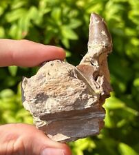 SUPERB Alabama Fossil Mosasaur Jaw with Two Teeth Cretaceous Age Dinosaur Tooth picture