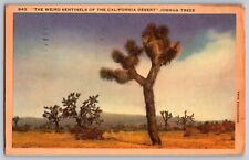 California CA - The Beautiful Joshua Tree Plant - Vintage Postcard - Posted picture