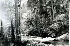 Tenaya Creek Dogwood Rain 1948 photograph by Ansel Adams POSTCARD AA-20  picture