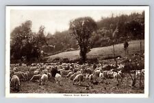 OR-Oregon, Oregon Goat Ranch, Vintage Postcard picture