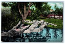 1911 Alligator Quartette California Alligator Farm Los Angeles Swanee Postcard picture
