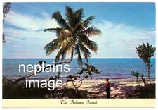 BAHAMAS - Bahama Islands - Native Climbs for Coconut - ca.1971 picture
