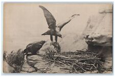 c1910's Golden Eagle Field Museum Natural History Chicago Illinois IL Postcard picture