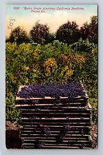 Fresno CA-California, Raisin Grapes, Antique Vintage Postcard picture