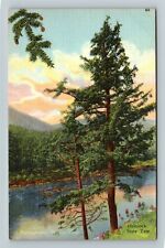 PA-Pennsylvania Hemlock State Tree Vintage Souvenir Postcard picture