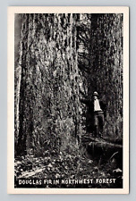 Postcard Douglas Fir Tree Forest Pacific Northwest, Vintage Chrome N15 picture