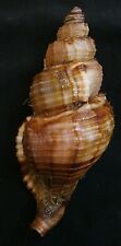 cymatium pileare   85.9mm F+++,, awesome freak shell,,Philippines picture