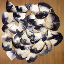 1 Pound of Quahog/Wampum Shell  Pieces Superior Quality Great Color picture