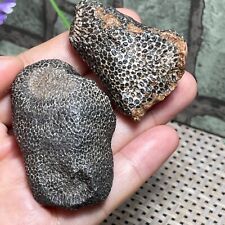 2PCS 78g Rare Rugose Coral Fossil Slab - Actinocyathus - Morocco F113 picture