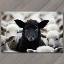 POSTCARD: Lone Black Sheep - A Standout in a Sea of White Flock 🐑🖤 picture