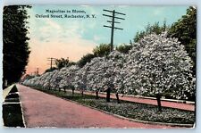 Rochester New York Postcard Magnolias Bloom Oxford Street c1914 Vintage Antique picture