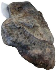 Enormous Michigan Petoskey Stone HUGE 13lbs Whole Unpolished Great Lakes Fossil picture
