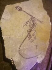 Fossil Keichousaurus hui (Triassic) Marine reptile. Bonus Fossil Shell on bottom picture